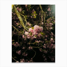 Cherry Blossoms At Night Canvas Print