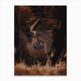 Warm Autumn Bison Canvas Print