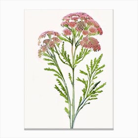 Yarrow Wildflower Watercolour Canvas Print