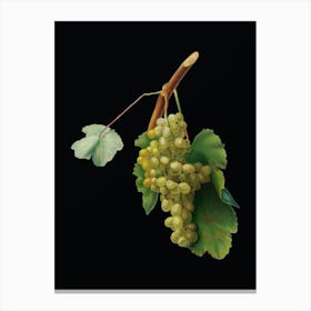 Vintage Grape Vine Botanical Illustration on Solid Black n.0122 Canvas Print