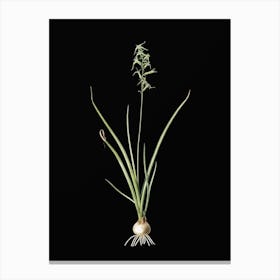 Vintage Hyacinthus Viridis Botanical Illustration on Solid Black n.0368 Canvas Print