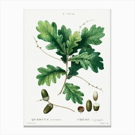 Quercus Racemosa, Pierre Joseph Redoute Canvas Print