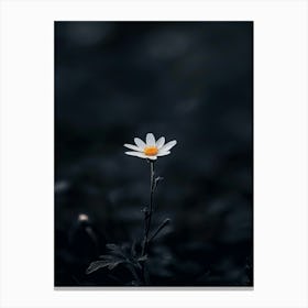 Daisy 21 Canvas Print