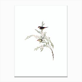 Vintage Red Eyebrowed Finch Bird Illustration on Pure White Canvas Print