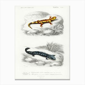 Fire Salamander And Hellbender Salamander, Charles Dessalines D' Orbigny Canvas Print