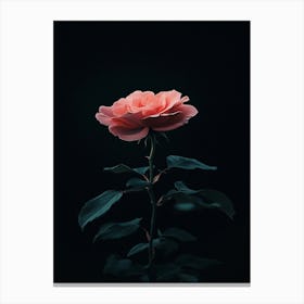 Rizwanakhan Rose Flower Black Background Ultra Hd 8k Ar 916 B82e37ce 3322 46b0 9a77 Bef5246c35b3 1 Canvas Print