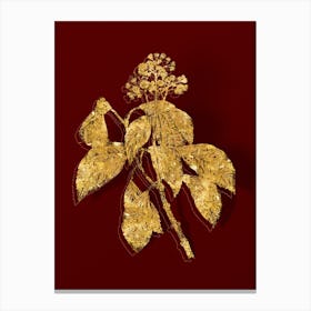 Vintage Climbing Hydrangea Botanical in Gold on Red n.0545 Canvas Print