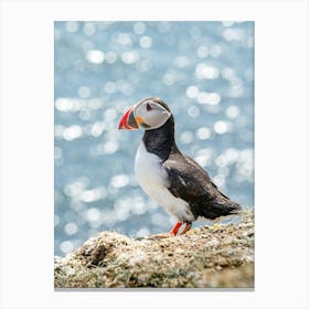 Scottish Puffin Leinwandbild