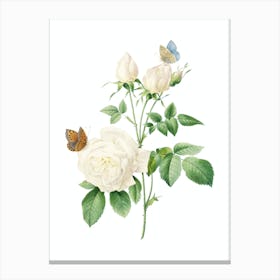 Vintage White Bengal Rose Botanical Illustration on Pure White n.0821 Canvas Print