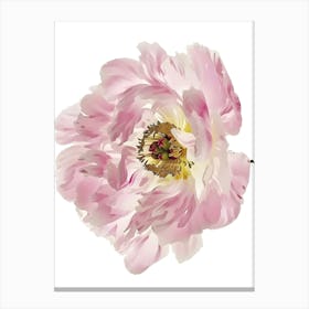 Pink Peony Flower Canvas Print