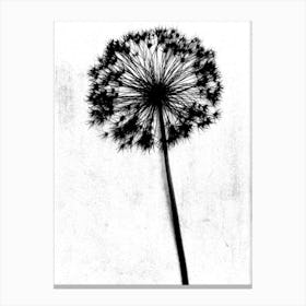 White black single allium Canvas Print