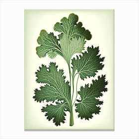 Parsley Herb Vintage Botanical Canvas Print