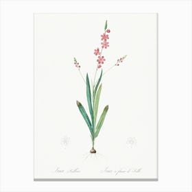 Ixia Scillaris Illustration, Pierre Joseph Redoute Canvas Print