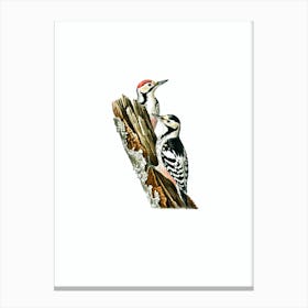 Vintage White Backed Woodpecker Bird Illustration on Pure White n.0203 Canvas Print