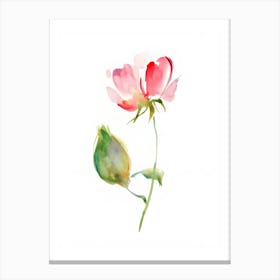 Watercolor Rose 1 Canvas Print