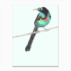 Splendid Astrapia Bird Mint & Black Canvas Print