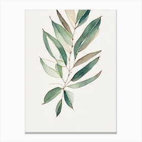 Wax Myrtle Leaf Minimalist Watercolour 3 Canvas Print