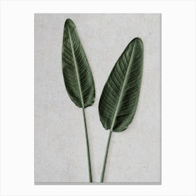 Strelitzia Leaves Duo Canvas Print