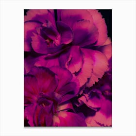 Carnations Canvas Print