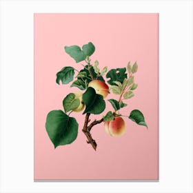 Vintage Apricot Botanical on Soft Pink n.0673 Canvas Print