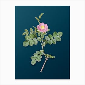 Vintage Pink Sweetbriar Rose Botanical Art on Teal Blue n.0361 Canvas Print