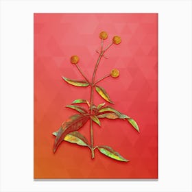 Vintage Orange Ball Tree Botanical Art on Fiery Red n.0094 Canvas Print