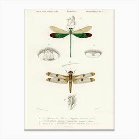 Different Types Of Dragonflies, Charles Dessalines D'Orbigny Canvas Print