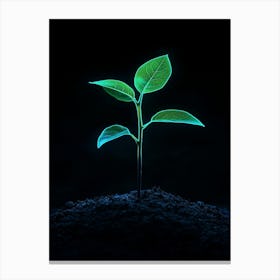 Green Plant Growing In The Dark 3 Canvas Print