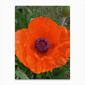 Poppy Canvas Print