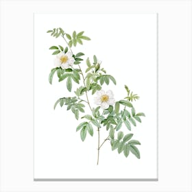Vintage Musk Rose Botanical Illustration on Pure White n.0248 Canvas Print