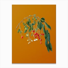 Vintage Visciola Cherries Botanical on Sunset Orange n.0583 Canvas Print