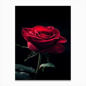 Red Rose On Black Background 53 Canvas Print