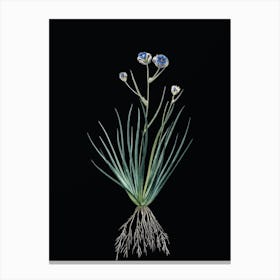 Vintage Blue Corn Lily Botanical Illustration on Solid Black n.0443 Canvas Print