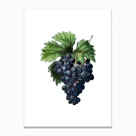 Vintage Grape Vine Botanical Illustration on Pure White n.0051 Canvas Print