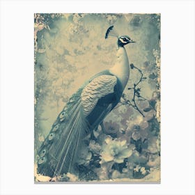 Vintage Cyanotype Inspired Peacock With Blossom 1 Canvas Print