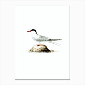 Vintage Arctic Tern Bird Illustration on Pure White n.0113 Canvas Print