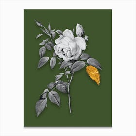 Vintage Fragrant Rosebush Black and White Gold Leaf Floral Art on Olive Green Canvas Print