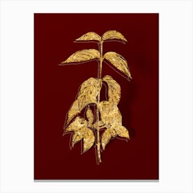 Vintage Cornelian Cherry Botanical in Gold on Red Canvas Print