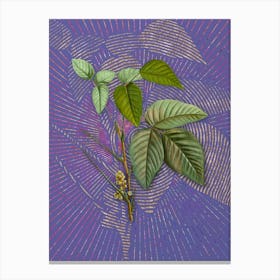 Vintage Eastern Poison Ivy Botanical Illustration on Veri Peri n.0755 Canvas Print
