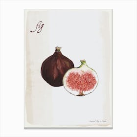 Fig Vintage illustration Print Canvas Print