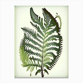 Sensitive Fern 3 Vintage Botanical Poster Canvas Print