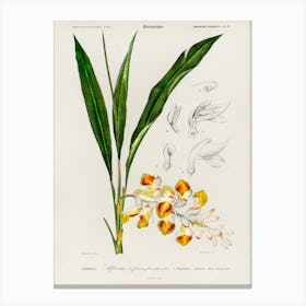 Dwarf Cardamom (Alpinia Nutans), Charles Dessalines D' Orbigny Canvas Print