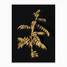 Vintage Flowering Indigo Plant Botanical in Gold on Black Canvas Print