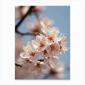 Cherry Blossoms 47 Canvas Print