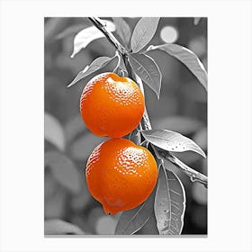 Two Oranges On A Tree Canvas Print