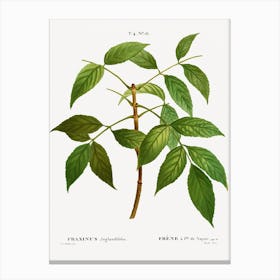 American Ash, Pierre Joseph Redoute Canvas Print