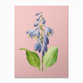 Vintage Blue Daylily Botanical on Soft Pink Canvas Print