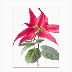 Red Trillium Wildflower Watercolour Canvas Print