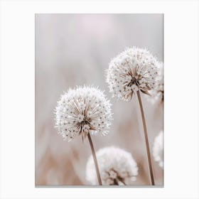 Allium 2 Canvas Print