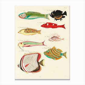 Colourful And Surreal Illustrations Of Fishes Found In Moluccas (Indonesia) And The East Indies, Louis Renard(35) Canvas Print